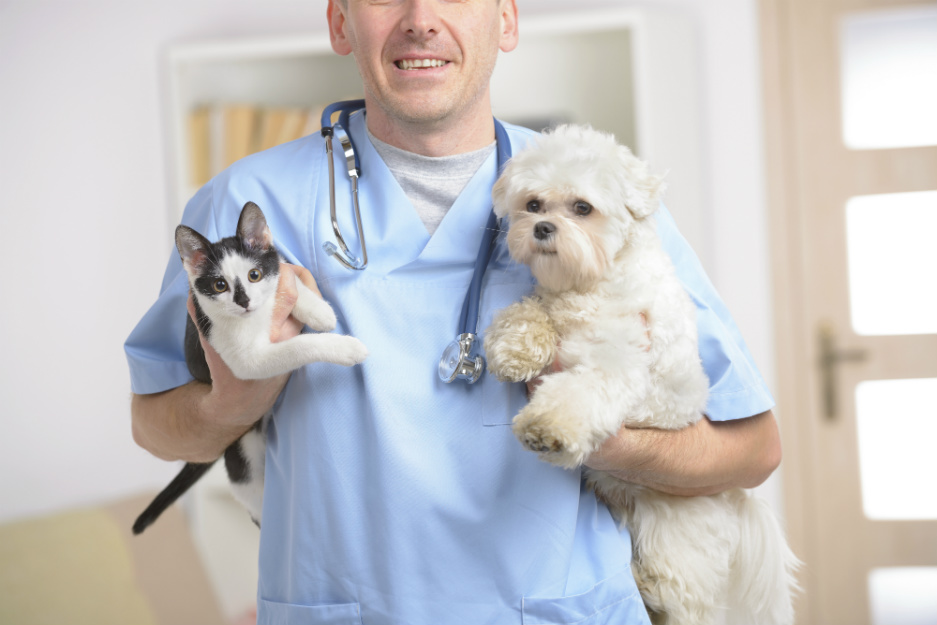 Comment choisir une mutuelle santé pour animal ? dabiug.xyz