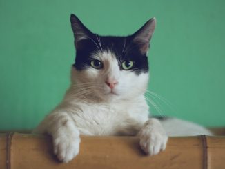 chat dans votre foyer