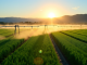 Irrigation agricole : les solutions efficaces pour économiser l’eau